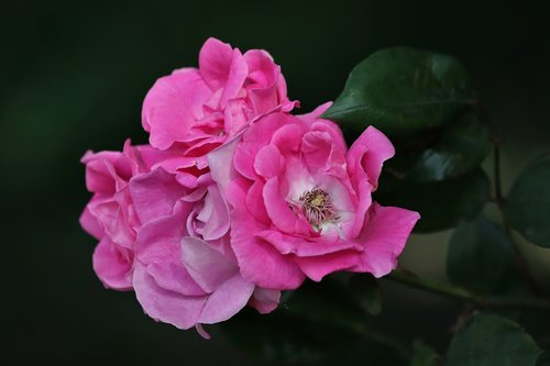 pink roses  flowers  petals