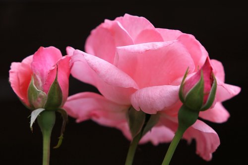 pink roses papillon  flower  bloom