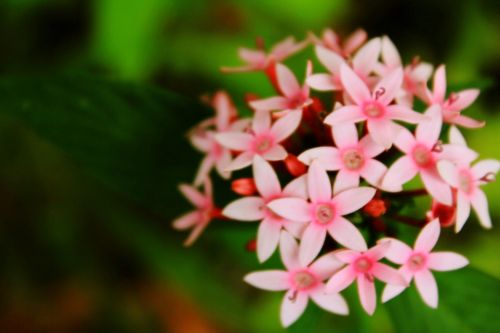 Pink Santan