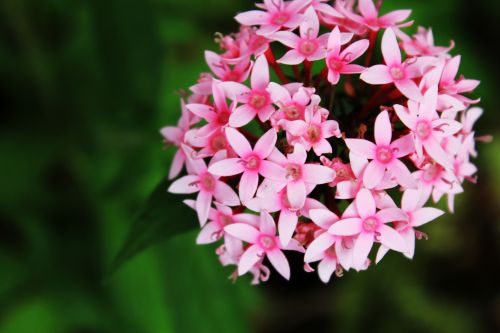 Pink Santan 2