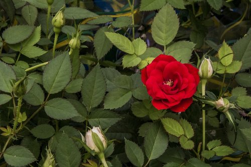 pink small  red rose  flower