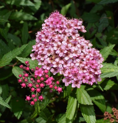 pink spirea shrub plant