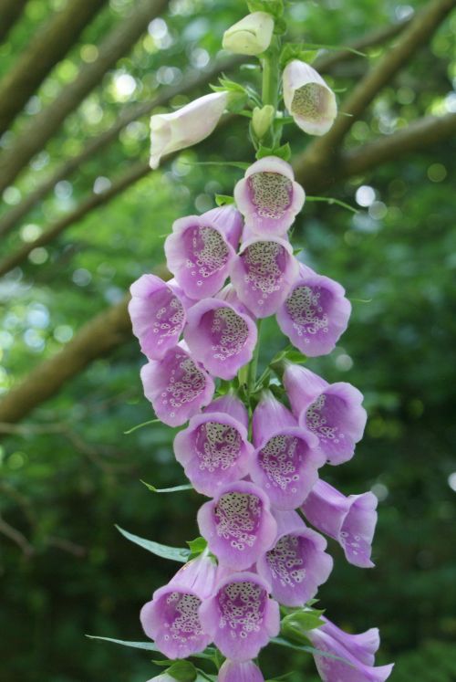 Pink Spotted Tall Hollyhock