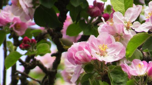 pink spring flowers pink