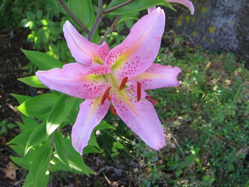 pink star lily flower blossom