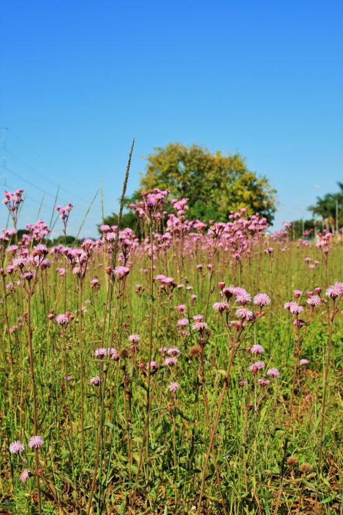 Pink Thistle In The Veld