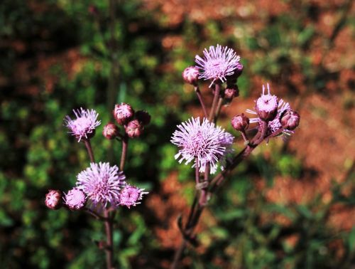 pink thistle flower pink