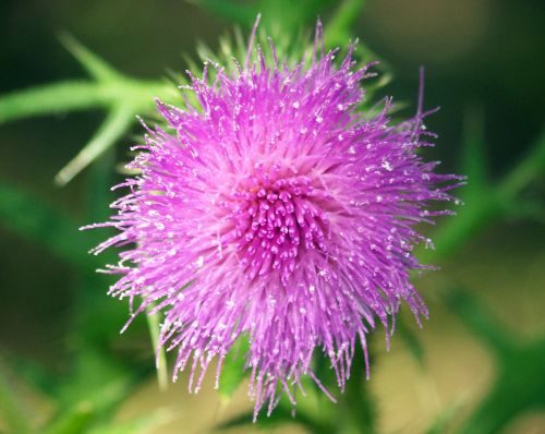 Pink Thistle Flower