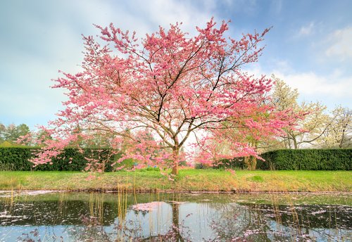 pink tree  blossom  sunny