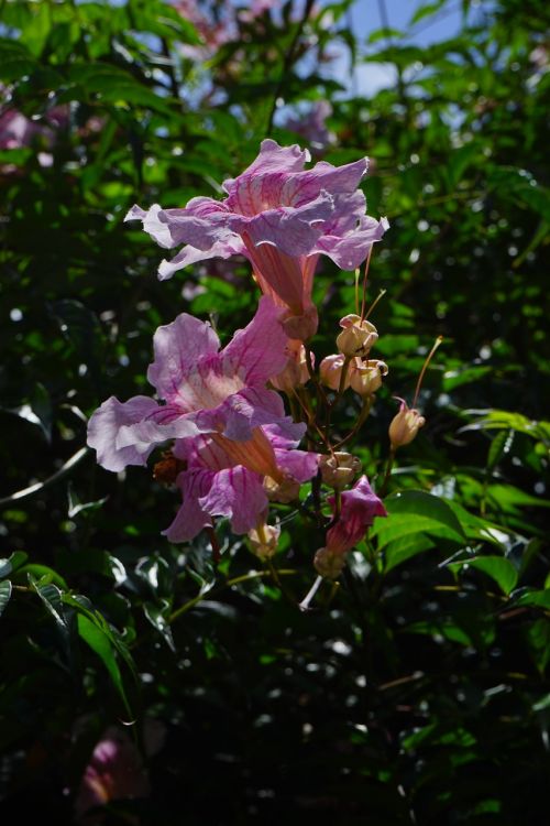 pink trumpet vine flower blossom