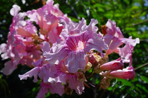 pink trumpet vine flower blossom