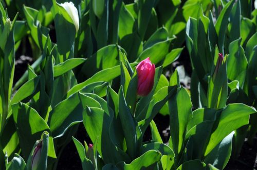 Pink Tulip