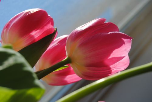 Pink Tulip