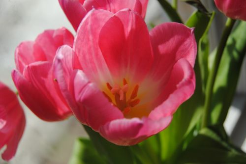 Pink Tulip