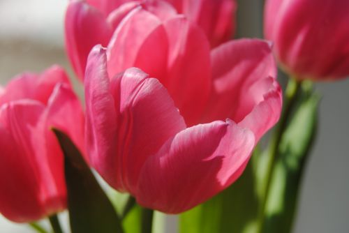 Pink Tulip