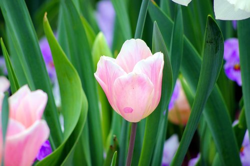 pink tulip at dallas  tulip  pink