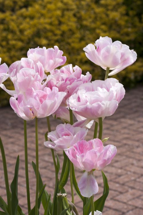 Pink Tulip Flowers