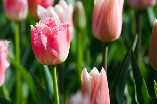 Pink Tulip