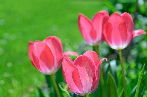 pink tulips  garden  flowers