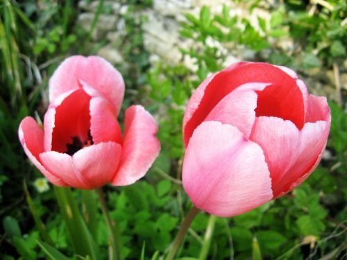 pink tulips red flowers
