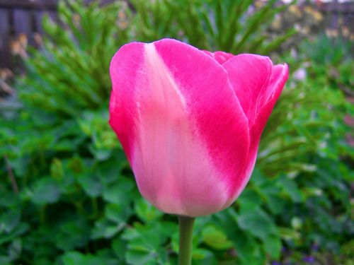pink tulips spring flower garden