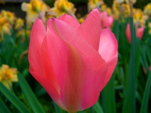 pink tulips tulip spring flower