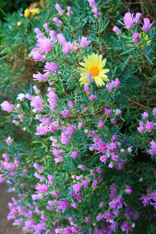 Pink Vygies And Yellow Daisy