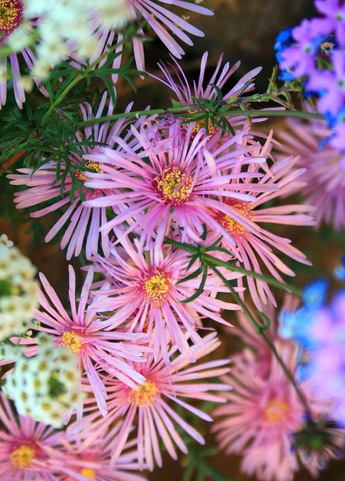 Pink Vygies In Garden