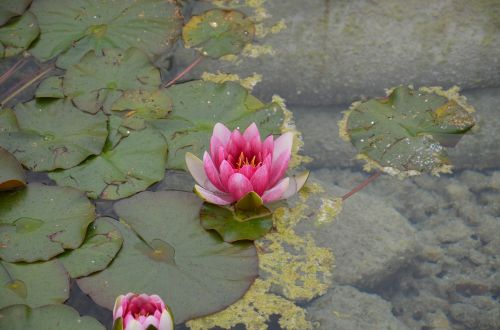 pink water lily flowers water
