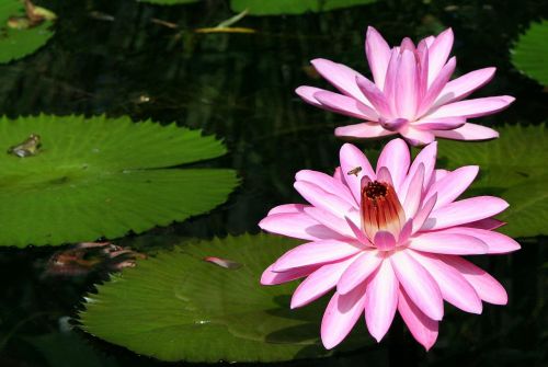 pink water lily lily pad lotus