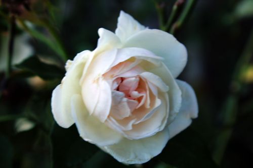 Pink White Rose