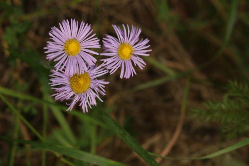 Pink Wild Flowers