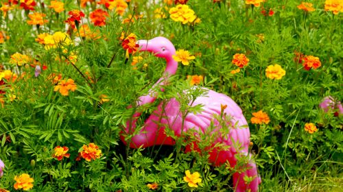 Pink Yard Flamingo