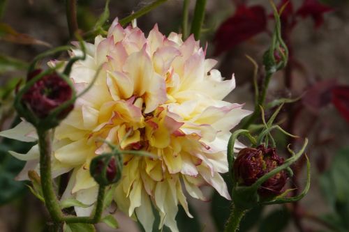 pink-yellow nature flower