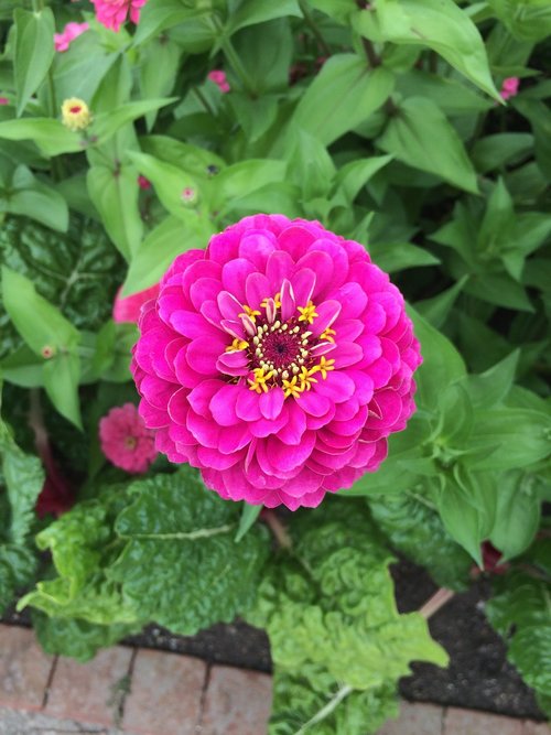 pink zinnia flowers  blooms  blossom