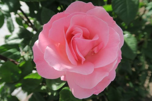 pinkish rose  flower  plant