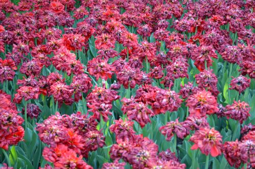 Pink/Purple Tulips