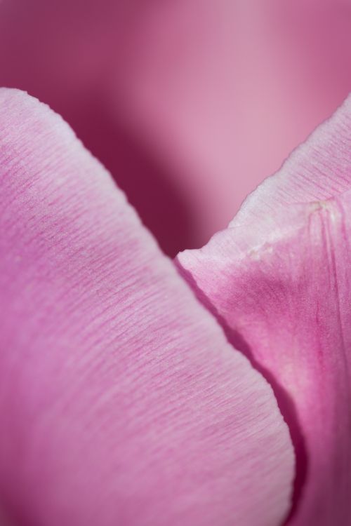 Pink Tulip Petals