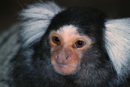 pinselohraffe monkey animal