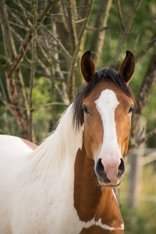 pinto  paint horse  horse