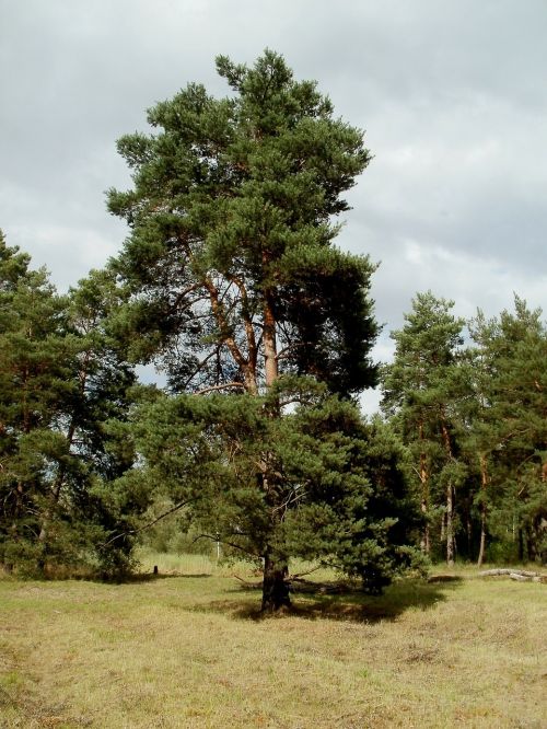pinus sylvestris pine