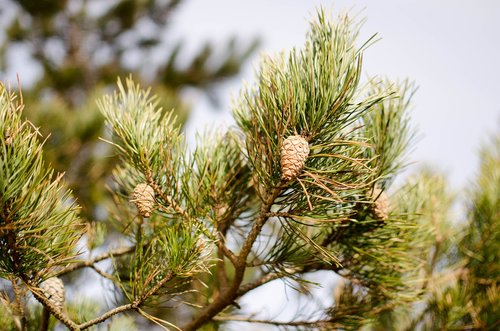 pinus sylvestris  tree  pine