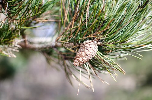 pinus sylvestris  tree  pine