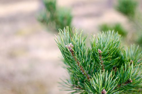 pinus sylvestris  pine  evergreen
