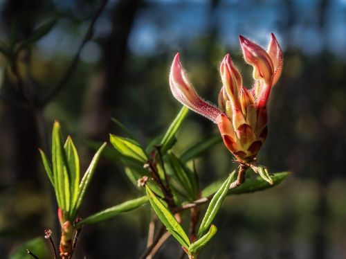 pinxter flower wild azalea rhododendron periclymenoides