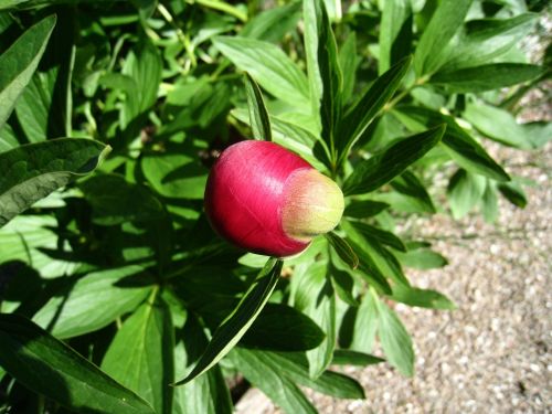 pion bud red