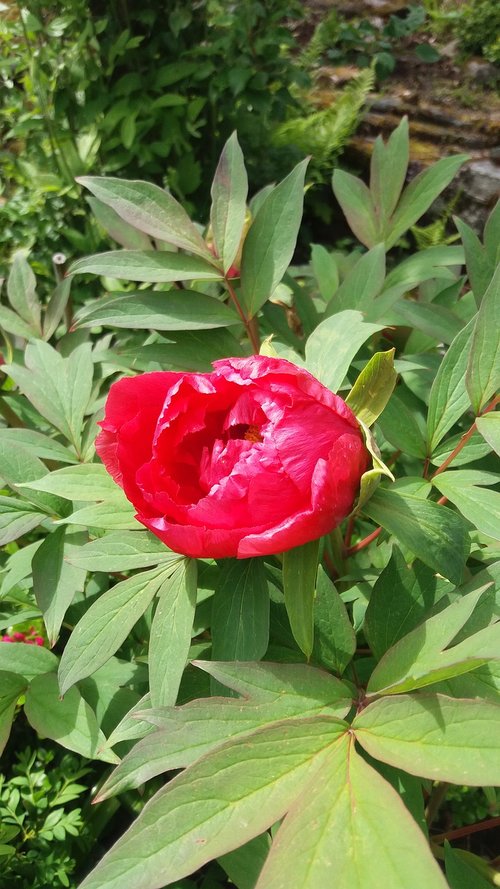 pion  bush  flowering