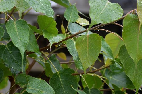 pipal leaves raining rain drops