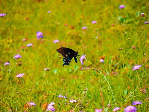 pipevine swallowtail wildflowers butterfly