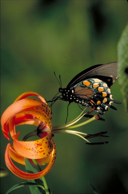 pipevine swallowtail butterfly insect turks cap lily